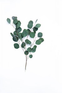 eucalyptus leaves on a white background