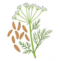 fennel seeds and almonds on a white background