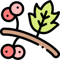 a branch with leaves and berries on it