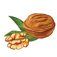 a walnut and a leaf on a white background