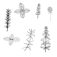 a black and white drawing of different herbs