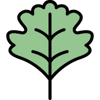 a green oak leaf on a black background