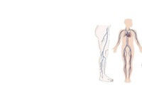 arteries and veins of the human body