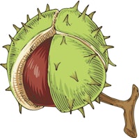 an illustration of a chestnut on a branch