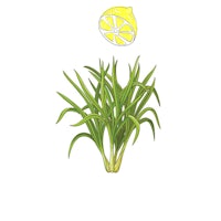 a plant with a lemon on top of it