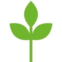 a green leaf on a white background