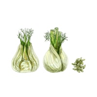 two vases with dill and fennel in them