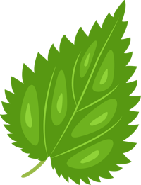 a green leaf on a black background