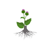 a thistle plant with roots on a white background