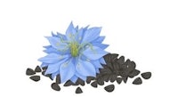 a blue flower surrounded by black pebbles