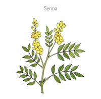 a yellow flower with yellow leaves on a white background